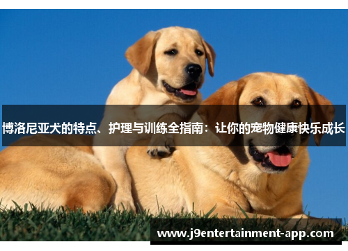 博洛尼亚犬的特点、护理与训练全指南：让你的宠物健康快乐成长